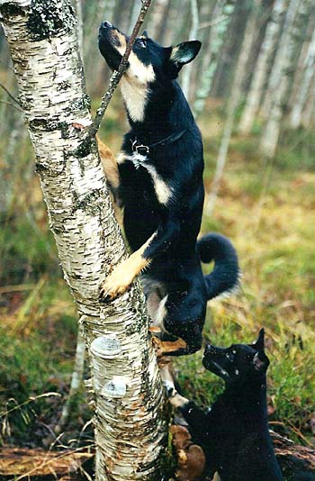 Silva kiipeää puuhun