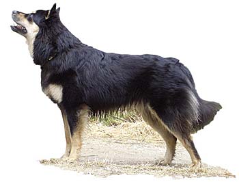 Sarmi