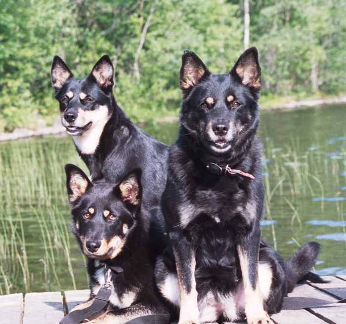 Cikki, Silva ja Ahku