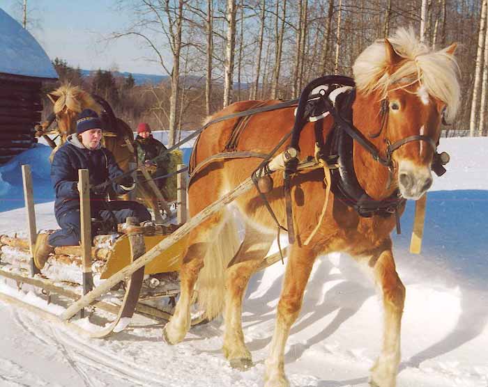Hevoset ja reet