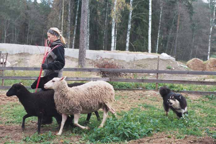 Joiku paimentaa lampaita