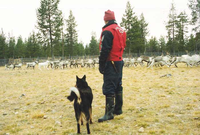 Härmi ja Alpo