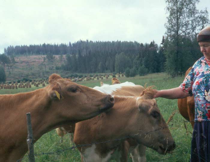 suomenkarjaapohjoissavo2 (36K)