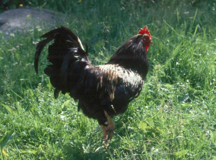 Tumma kukko