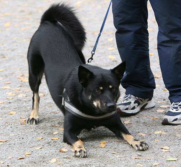 Aiku pyyt leikkiin