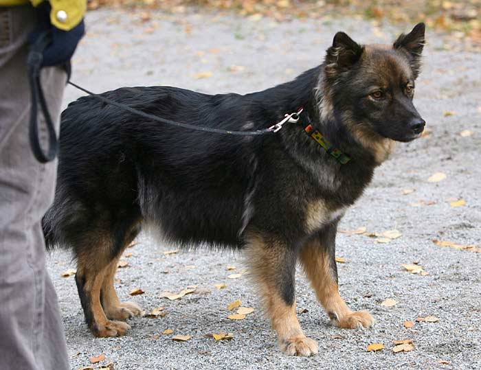 Mustikka seisoo