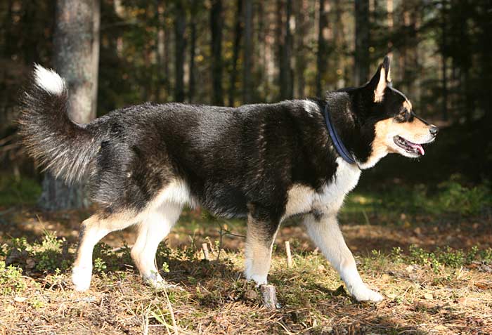 Aihki