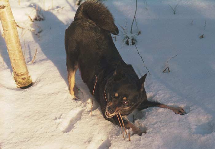 Cikki leikkii lumessa
