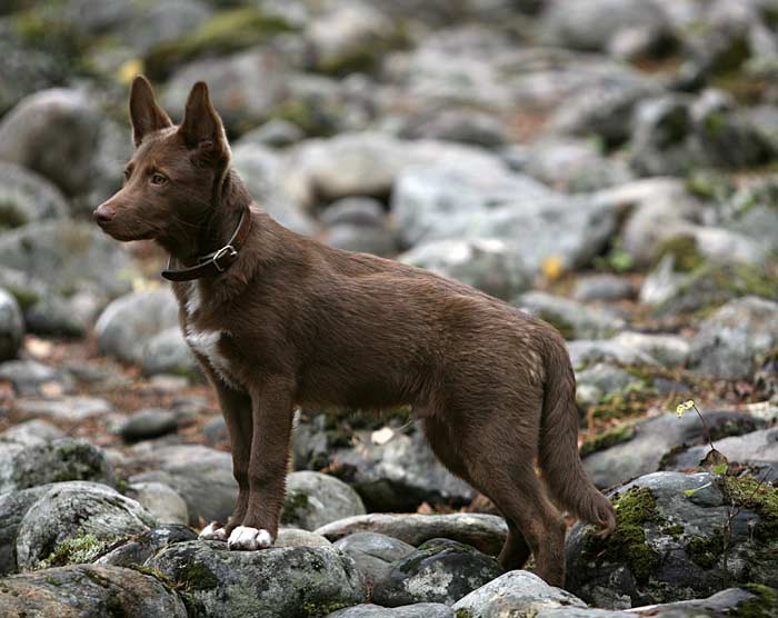 Jeri poseeraa pirunpellossa