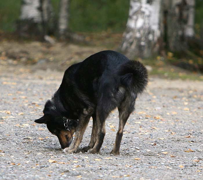 Onni nuuskii