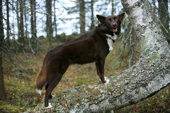 Pipari puunrungolla