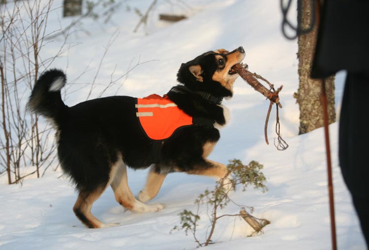 Aihkin palkka