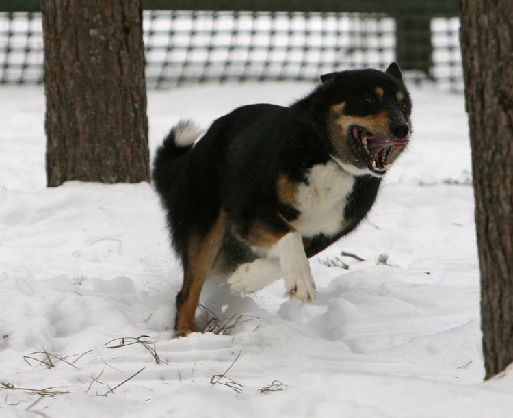 Velhonkivi