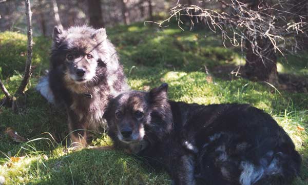iti ja tytr, Irene 14,5 v ja Lilli 12 v 