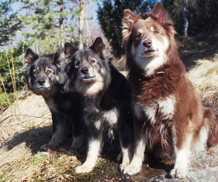 Irene, Lilli ja taiku
