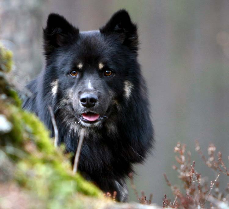 Sakke