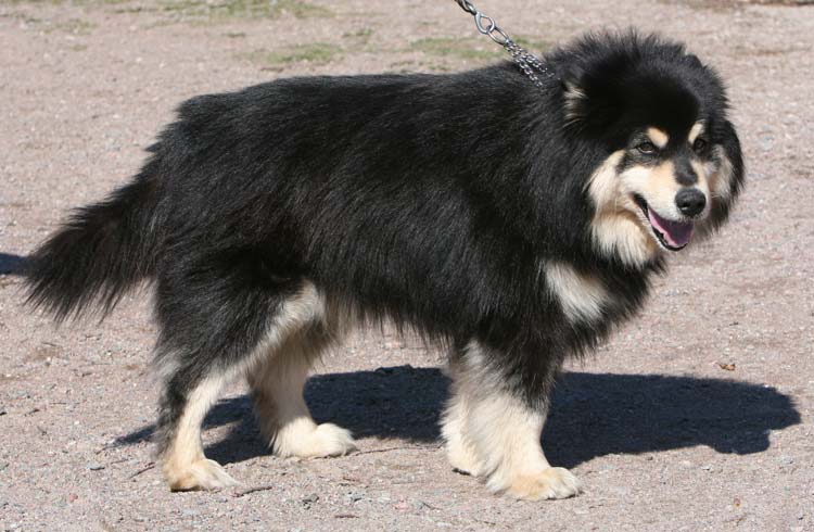 Severi