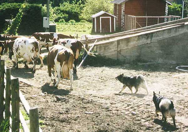 Lehmipaimenessa