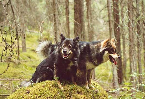 Lilli ja Tsahpi sammalmttll