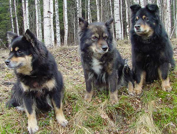 Lilli, Riina ja Pepe