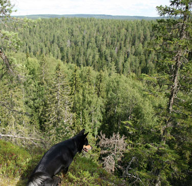 Pilvipolun Metsnimpi eli Halla
