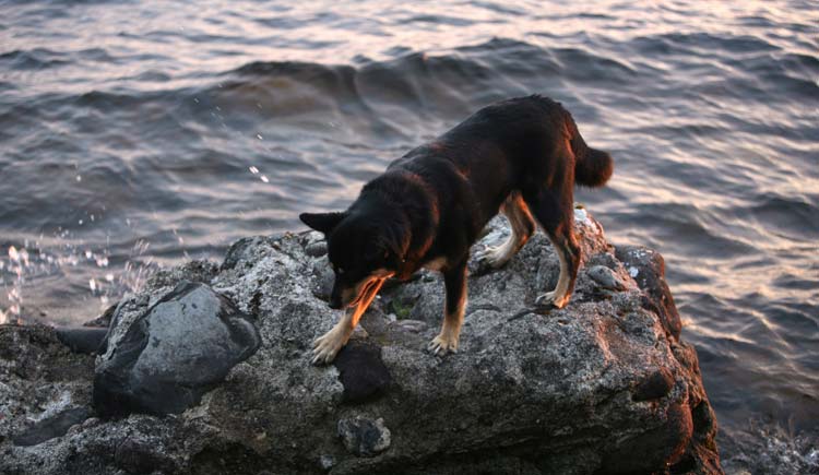 Silva Hytiisen rannalla juhannusyn 2006