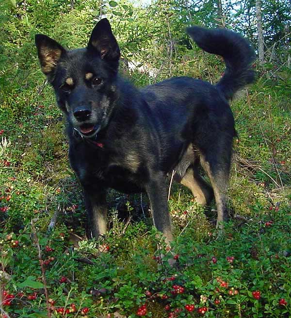 Cikki