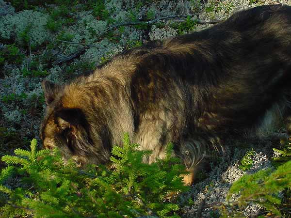 Lilli