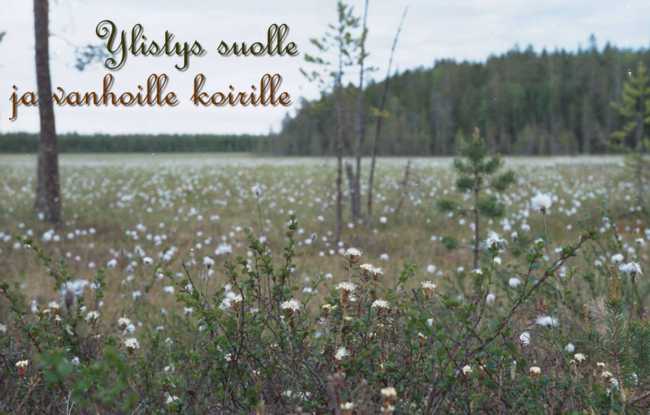 Ylistys suolle ja vanhoille koirille