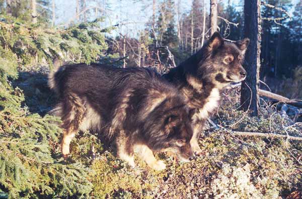 Irene ja Lilli