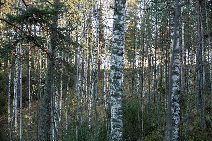 Kivikkorinne aamuvalossa