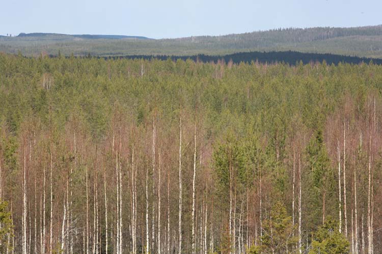 Lieksan Sokojrvi kevt 07