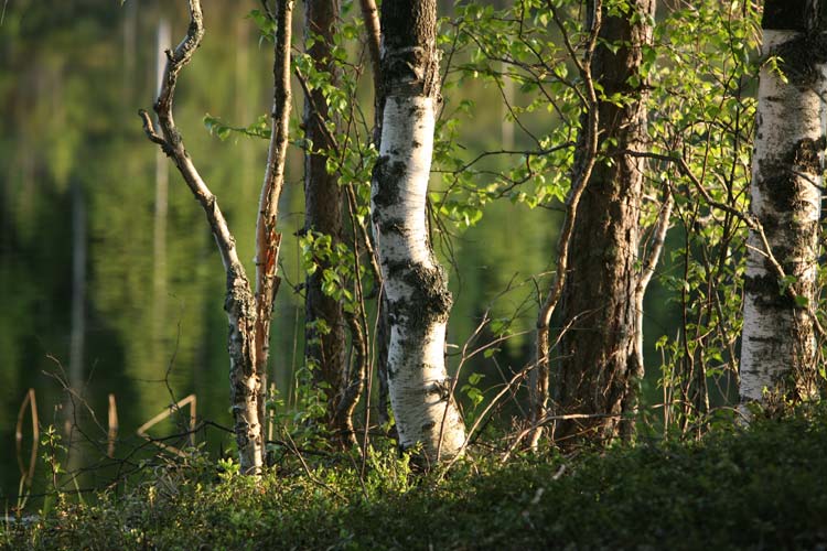 Kontiolahti Salmilampi