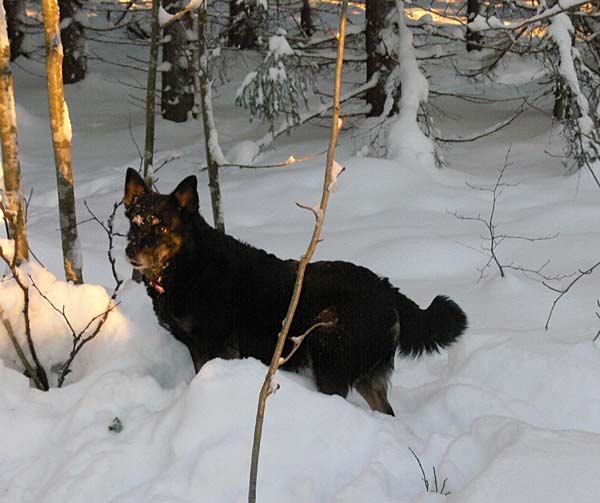 Cikki ja lumimetsn valo