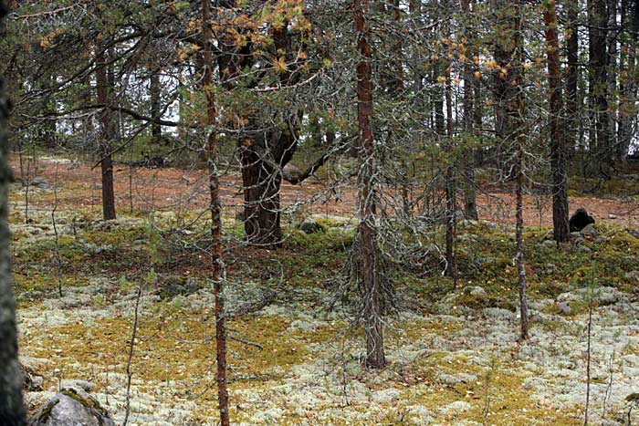 Vanha jrvenlaskuntie