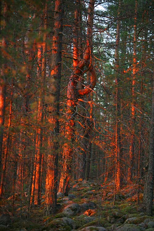 Petjt ilta-auringossa