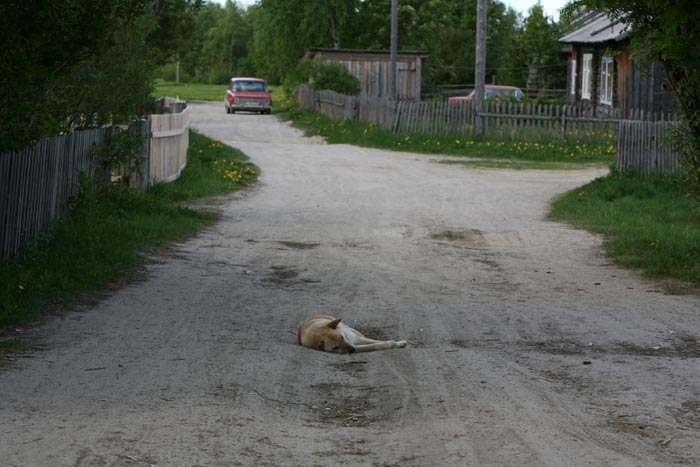 koiranukkuutiella
