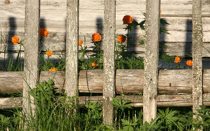 Oranssit kullerot